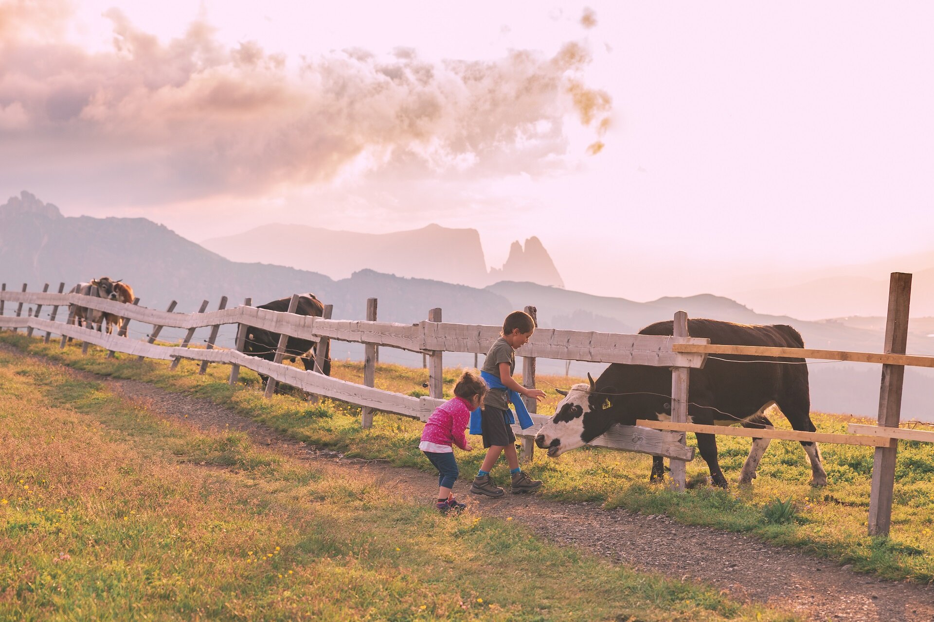 Pascolo all'alba | © Patricia Ramirez - Archivio Immagini ApT Val di Fassa Bambini che osservano le mucche al pascolo al Sassopiatto in Val di Fassa | © Patricia Ramirez - Archivio Immagini ApT Val di Fassa
