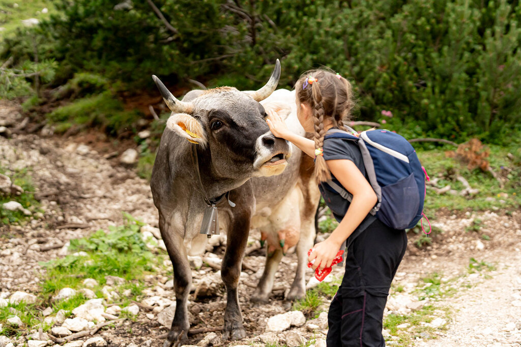 Pascolo in Val di Fassa Bambina che si avvicina ad una mucca al pascolo in Val di Fassa