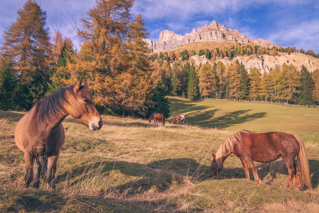 Autunno al Passo Costalunga Cavalli in alpeggio al Passo Costalunga in autunno, Val di Fassa