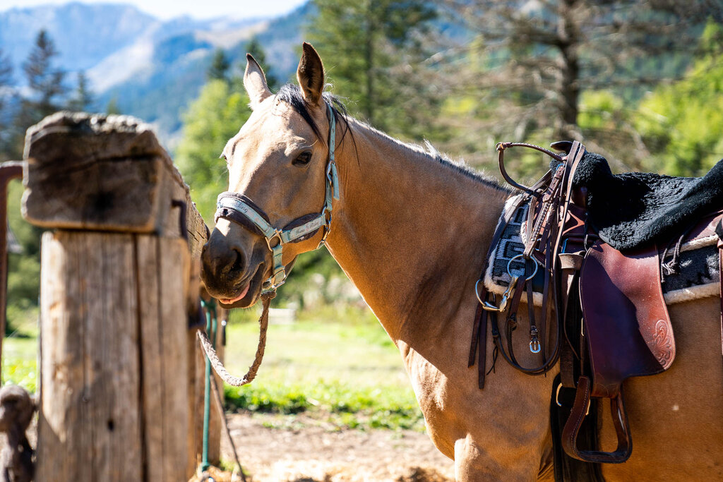 Content Dam Org 3 Images Full Rights Outdoor Equitazione   Maneggi Charlotte Horse Riding Apt Val Di Fassa Mrizzi Charlotte Horse Riding Campitello Est6 Content Dam Org 3 Images Full Rights Outdoor Equitazione   Maneggi Charlotte Horse Riding Apt Val Di Fassa Mrizzi Charlotte Horse Riding Campitello Est6