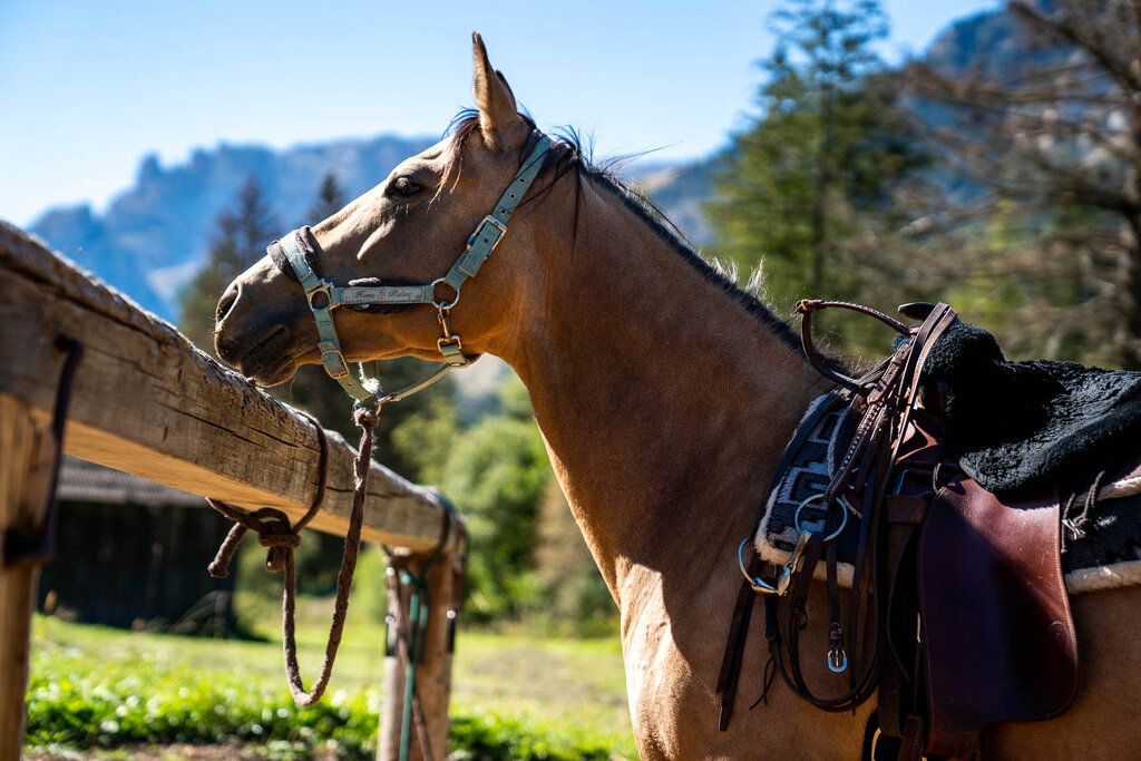 Content Dam Org 3 Images Full Rights Outdoor Equitazione   Maneggi Charlotte Horse Riding Apt Val Di Fassa Mrizzi Charlotte Horse Riding Campitello Est5 Content Dam Org 3 Images Full Rights Outdoor Equitazione   Maneggi Charlotte Horse Riding Apt Val Di Fassa Mrizzi Charlotte Horse Riding Campitello Est5