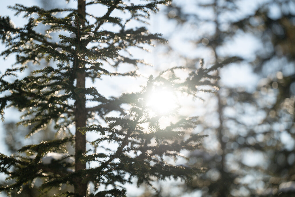 Content Dam Org 3 Images Full Rights Servizi Altri Servizi Katiuscia Rasom Archivio Katiuscia Rasom Forest Bathing Neve Inverno 131 Content Dam Org 3 Images Full Rights Servizi Altri Servizi Katiuscia Rasom Archivio Katiuscia Rasom Forest Bathing Neve Inverno 131