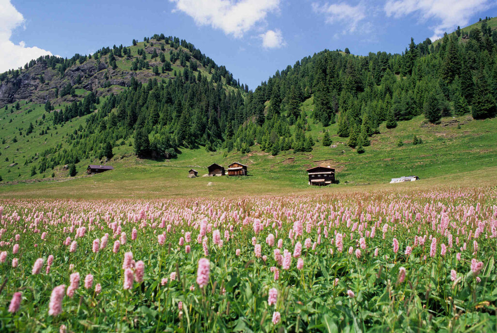 Content Dam Org 3 Images Full Rights Natura Val Duron Archivio Apt Val Di Fassa Gcavulli Val Duron Estate Content Dam Org 3 Images Full Rights Natura Val Duron Archivio Apt Val Di Fassa Gcavulli Val Duron Estate